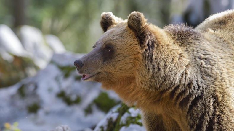 Dänischer Zoo tötet zwei gesunde Braunbären: Tierschützer sehen wirtschaftliche Interessen dahinter