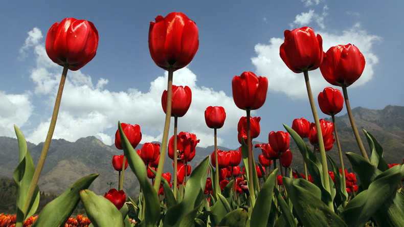 Bitcoin wird größte Spekulationsblase aller Zeiten und überholt sogar niederländische Tulpenmanie