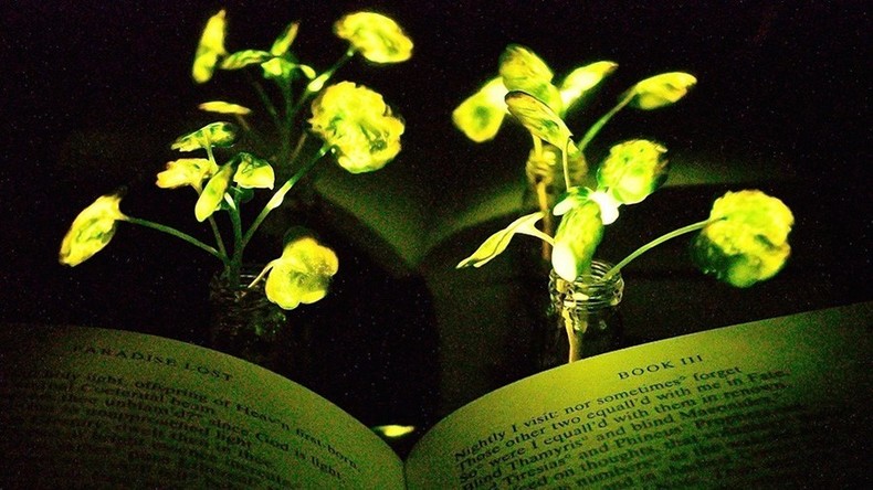 Bäume als Lichtquelle? Wissenschaftler lassen Pflanzen Licht abstrahlen