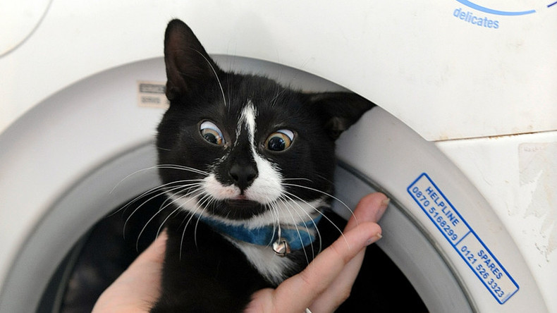 Wolle muss bei 30 Grad gewaschen werden: Kater überlebt nach 40 Minuten in Waschmaschine