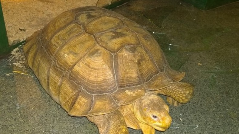 Zwei riesige Schildkröten brechen Fenster auf und fliehen aus Zoo – zweimal an einem Tag