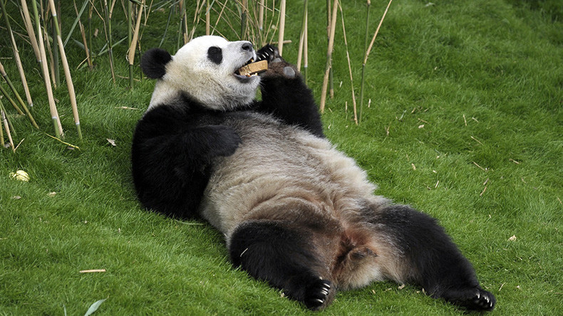 Panda-Kot wird Luxus-Klopapier in China