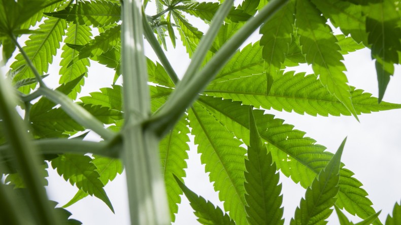 Heiße Ware: Beschlagnahmtes Marihuana zum Heizen von Häusern in Bayern verwendet