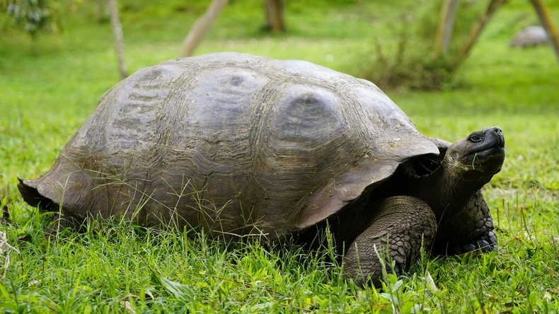 Grenzwächter retten Schildkröte aus Kokain-Netz