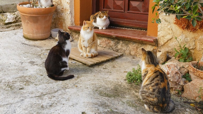 Willkommen im Dorf der Katzen: Bungalows für feline Vierbeiner in der Türkei geplant
