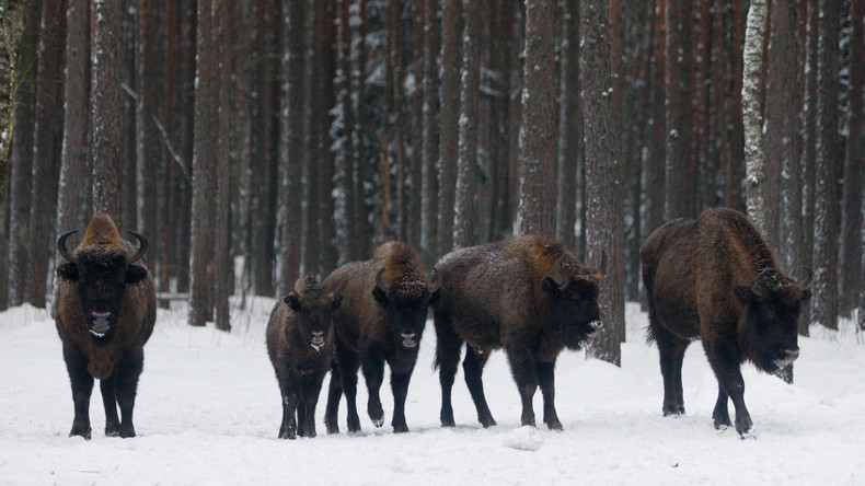 17 Wisente von Schweden nach Russland umgesiedelt