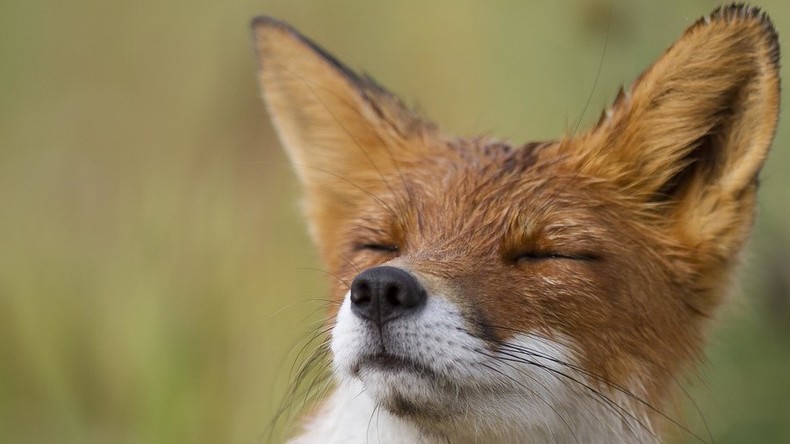 Programm zu Fuchs-Ausrottung auf Tasmanien findet keinen Fuchs - trotzdem als erfolgreich gewertet