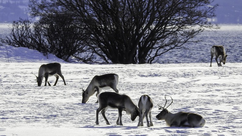 Züchter schenken Rentieren Peilsender zu Weihnachten – um ihr Leben zu retten