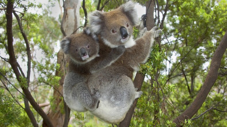 Zwei Koalas ringen auf der Straße in Australien – Verkehr unterbrochen
