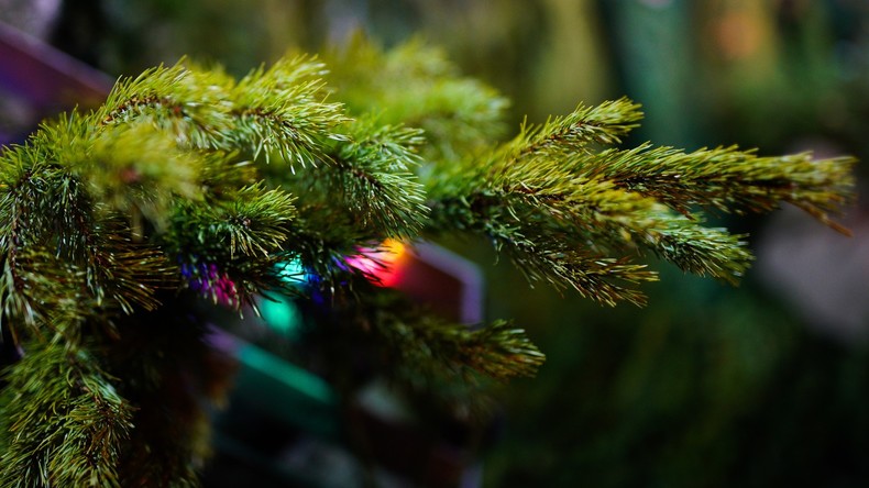 Bitte bis zum nächsten Weihnachtsfest aufbewahren: Familie schmückt Waldkiefer seit 34 Jahren