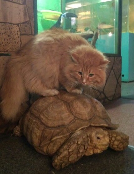 Zwei riesige Schildkröten brechen Fenster auf und fliehen aus Zoo – zweimal an einem Tag