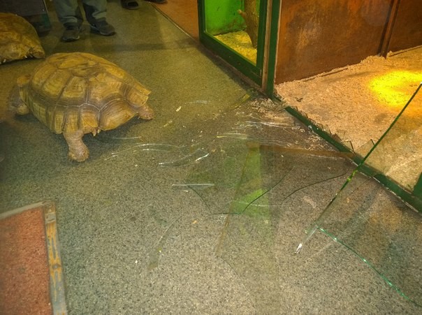 Zwei riesige Schildkröten brechen Fenster auf und fliehen aus Zoo – zweimal an einem Tag