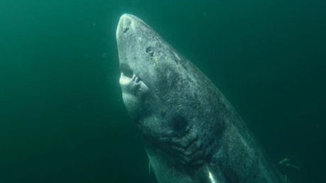 (Symbolbild). Der Grönlandhai wird durchschnittlich 4 bis 5 Meter lang. Größere Exemplare können jedoch fast 8 Meter lang werden und bis zu 2,5 Tonnen wiegen.