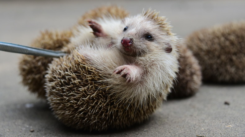 Dicker Igel kann sich nicht mehr einrollen – Schlankheitskur im Safari-Zoo von Tel Aviv