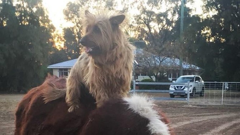 Auf eigene Pfote: Hund reist als blinder Passagier durch Australien 