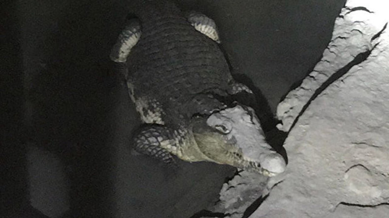 Bissiger Security: Krokodil bewacht illegales Munitionslager