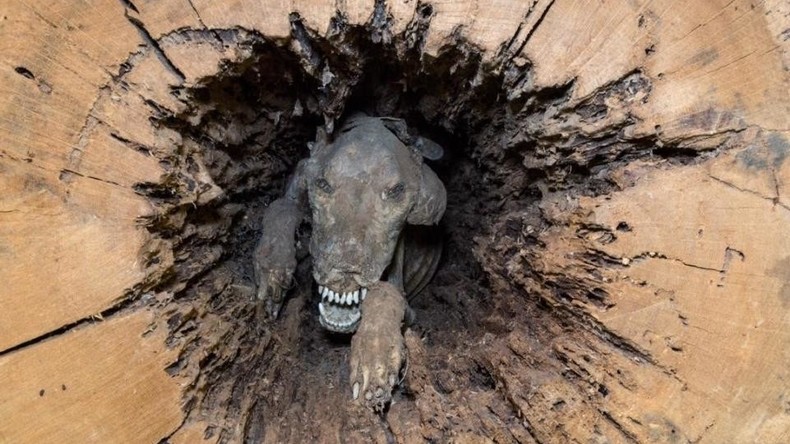 60 Jahre lang gefangen: Mumifizierter Hund in altem Baum entdeckt