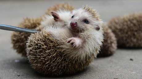 Dicker Igel kann sich nicht mehr einrollen – Schlankheitskur im Safari-Zoo von Tel Aviv