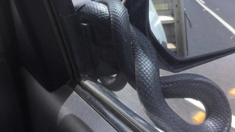 Giftschlange fährt in Australien per Autostopp mit