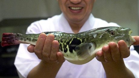 Käufer tödlichen Kugelfisches mit Zivilschutzsirenen in Japan gerettet