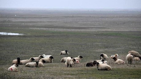 Blökender Feind für US-Militär in Rumänien: Schafherde stellt Gefahr für US-Raketenabwehrsystem dar