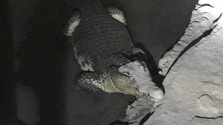 Bissiger Security: Krokodil bewacht illegales Munitionslager