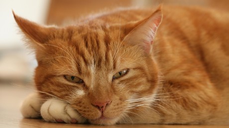 Dolce vita: Katze erbt 30.000 Euro in Italien
