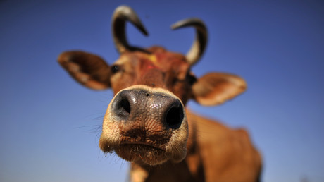 Bill Gates investiert 32 Millionen Euro ins Schaffen einer Super-Kuh (Symbolbild)