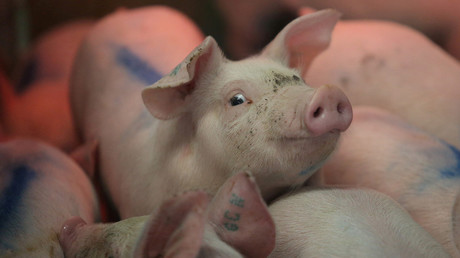 "Mörder und Vergewaltiger": Bauern erhalten Drohungen von Veganern