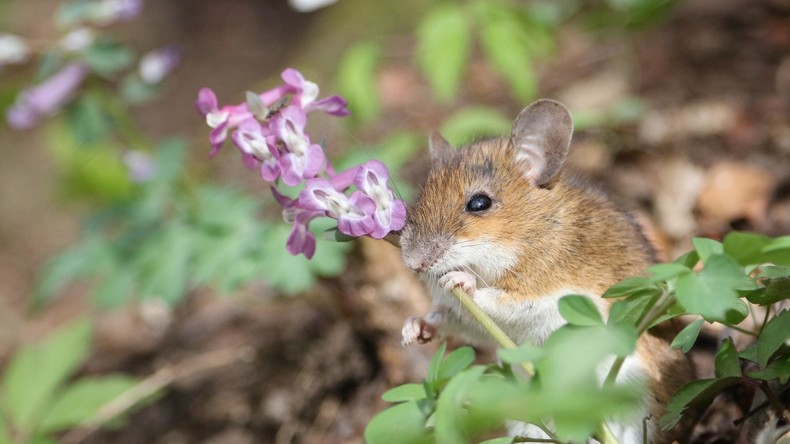 Aus die Maus? Neuseeland prüft Erfolg der teuersten Mäusejagd der Geschichte