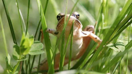 Romeo mit Warzen: Tierforscher schaffen für vom Aussterben bedrohten Frosch Profil in Dating-App