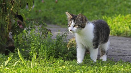 Sitze, wo ich will: Freche Katze versperrt Hunderten in Istanbul den Weg