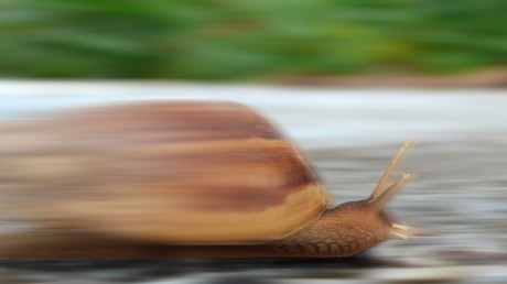Schneckenrennen bei Plymouth abgesagt: Kälte macht Teilnehmer zu langsam