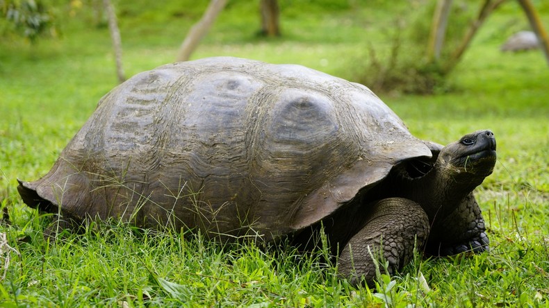 Liebe deinen Nächsten (Roboter): Roboterschildkröte bringt Kindern gutes Verhalten bei