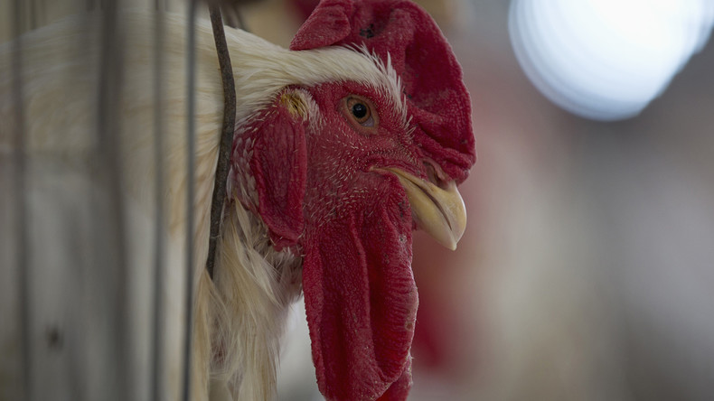 Super-Angebot? Edeka verkauft ganzes Suppenhuhn für 1 Euro – Kunden empört