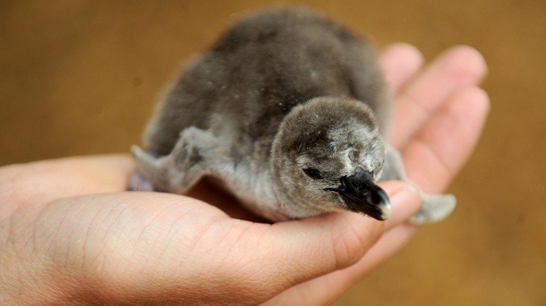 Neuseeland baut erste Unterführung für Pinguine