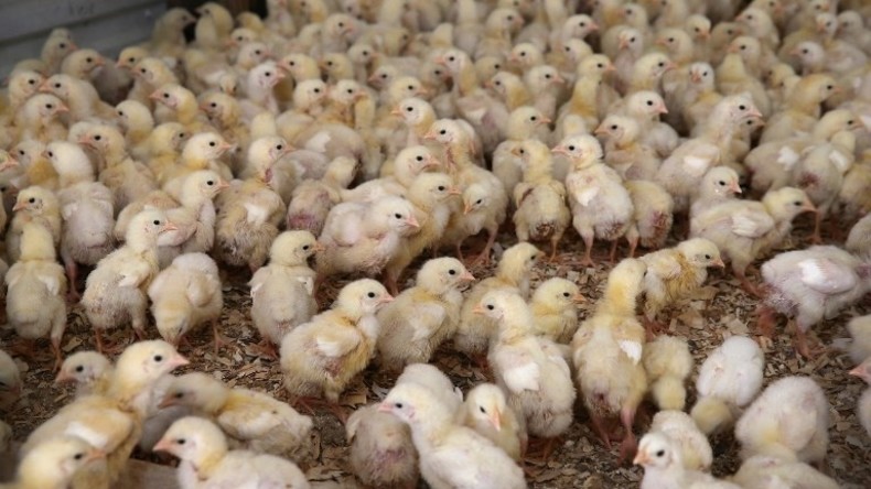 Kein Herz für Tiere: Jährlich werden über 40 Millionen Küken in Deutschland erstickt