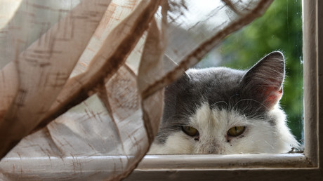 Gesichtserkennung nun auch für Katzen: Gerät lässt nicht jeden Kater rein