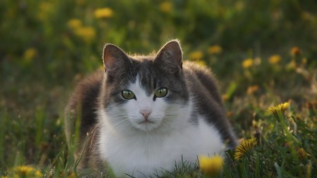 Kater überlebt 120-Kilometer-Reise unter Motorhaube