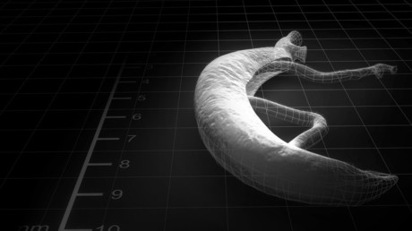 Da ist der Wurm drin: 17 Testpersonen als Wirte für todbringende Parasiten bei Suche nach Impfstoff