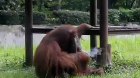 Indonesien: Orang-Utan raucht Zigarette im Zoo