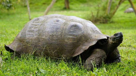 Liebe deinen Nächsten (Roboter): Roboterschildkröte bringt Kindern gutes Verhalten bei