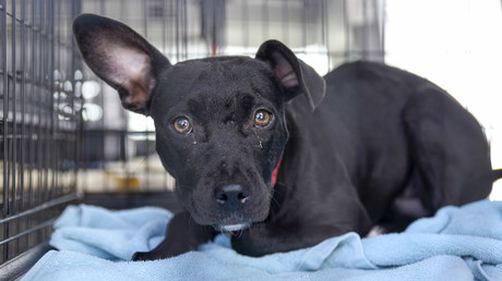 US-Passagierflugzeug muss wegen Hund an Bord vorzeitig landen
