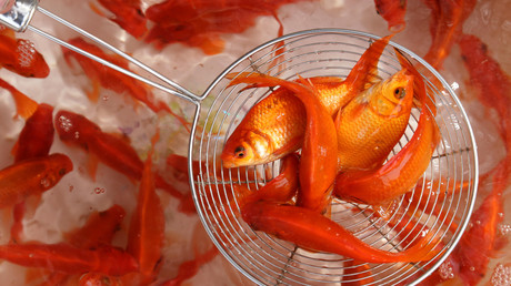 Verärgerter Chinese lässt Goldfische vor U-Bahn-Eingang ersticken, weil sie nicht hineindurften