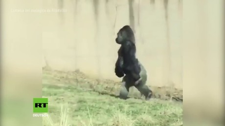 Evolution? Reinlicher Gorilla verblüfft Zoo-Besucher mit aufrechtem Gang