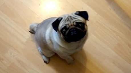 Dem Hund den Hitlergruß beigebracht: Gericht verurteilt YouTube-Blogger