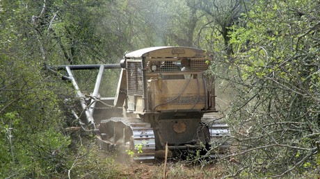 Südamerikanischer Urwald wird für deutsche Fleischproduktion gerodet