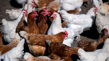 Zombie aus dem Tierreich: Kopfloses Huhn überlebt seit einer Woche