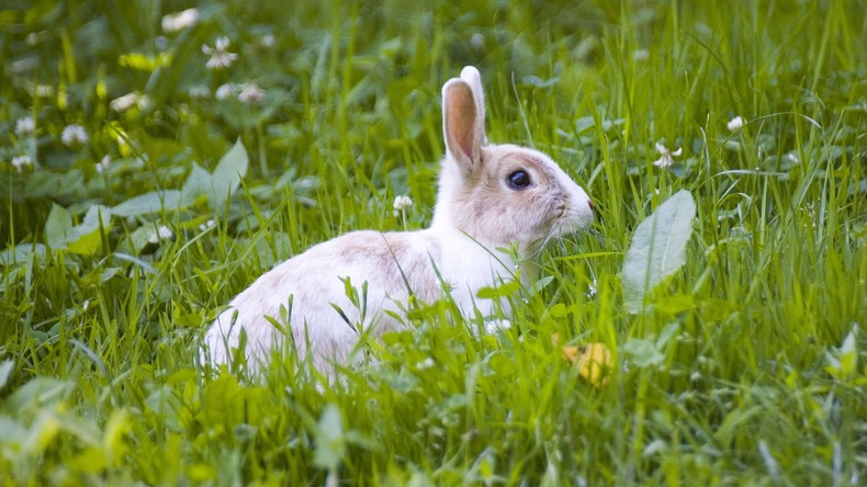 Frohe Ostern? Tierpräparator verwandelt totes Kaninchen in Toaster