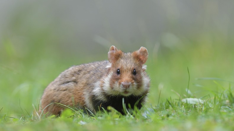 Mais-Diät in Frankreich macht aus Hamstern Kannibalen